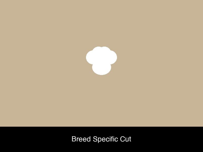 Dog grooming result 3