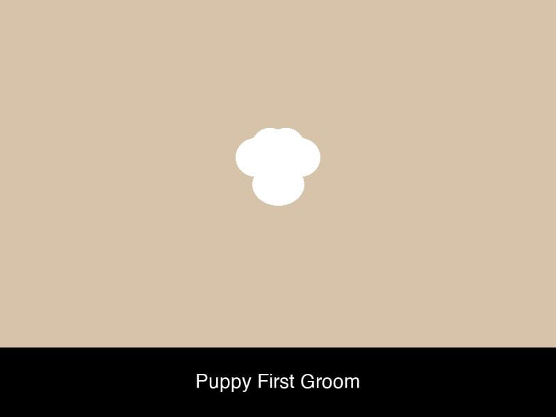 Dog grooming result 7