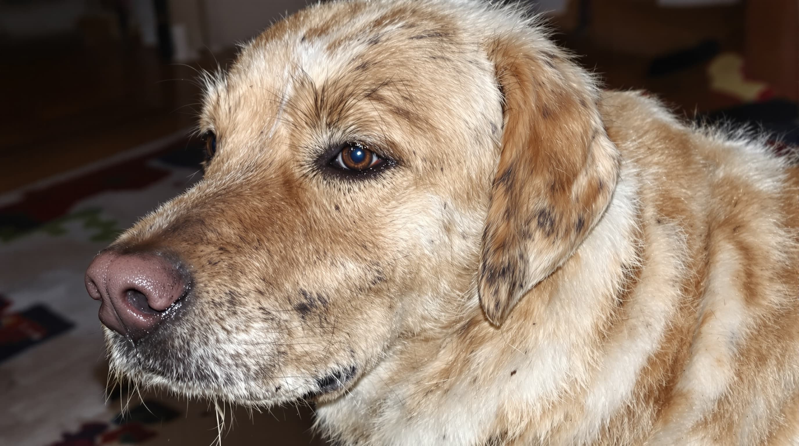 Full Groom